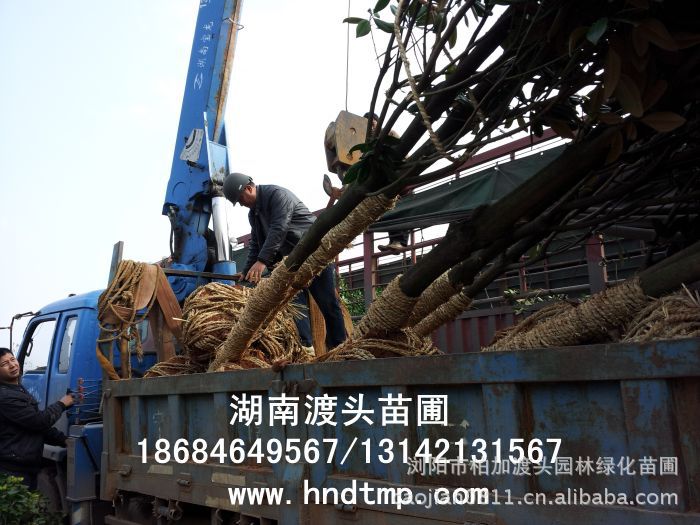 廣玉蘭基地(dì) 廣玉蘭照(zhào)片 哪裡(lǐ)有(yǒu)廣玉蘭買 廣玉蘭價格 廣玉蘭20公分(fēn) 廣玉蘭湖(hú)南(nán)苗木(mù) 湖(hú)南(nán)花(huā)木(mù)網 湖(hú)南(nán)花(huā)木(mù)商情 湖(hú)南(nán)花(huā)木(mù)市(shì)場(chǎng)網 四川苗圃 湖(hú)北(běi)苗木(mù) 湖(hú)南(nán)苗木(mù) 長(cháng)沙苗木(mù) 貴州苗木(mù) 四川重慶苗木(mù) 成都(dōu)苗木(mù) 溫江苗木(mù) 湖(hú)南(nán)花(huā)木(mù)市(shì)場(chǎng) 湖(hú)南(nán)花(huā)卉苗木(mù)市(shì)場(chǎng)網 湖(hú)南(nán)花(huā)木(mù)花(huā)卉之鄉(xiāng)