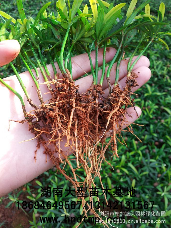 求購(gòu)花(huā)木(mù)信息 求購(gòu)苗木(mù) 求購(gòu)花(huā)卉苗木(mù) 求購(gòu)綠(lǜ)化(huà)工(gōng)程苗 求購(gòu)網 求購(gòu)湖(hú)南(nán)花(huā)木(mù) 湖(hú)南(nán)花(huā)木(mù) 湖(hú)南(nán)苗木(mù) 湖(hú)南(nán)綠(lǜ)化(huà)苗木(mù)基地(dì) 湖(hú)南(nán)綠(lǜ)化(huà)苗圃基地(dì) 湖(hú)南(nán)綠(lǜ)化(huà)苗木(mù)直銷基地(dì) 湖(hú)南(nán)花(huā)木(mù)求購(gòu)信息 湖(hú)南(nán)花(huā)木(mù)求購(gòu)最新信息 花(huā)木(mù)求購(gòu)信息 求購(gòu)羅漢松 求購(gòu)羅漢松種子(zǐ) 求購(gòu)羅漢松苗 求購(gòu)八月(yuè)桂 求購(gòu)紫薇 求購(gòu)櫻花(huā) 求購(gòu)海(hǎi)棠 求購(gòu)羅漢松10公分(fēn)