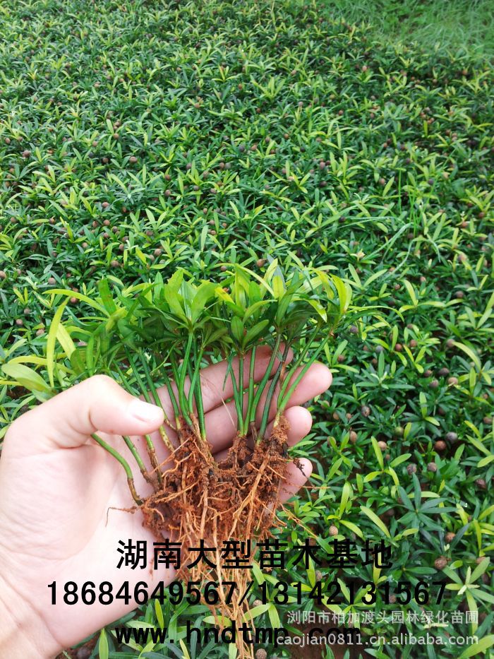 湖(hú)南(nán)花(huā)木(mù)網 求購(gòu)苗木(mù) 供應苗木(mù) 最新求購(gòu)信息 求購(gòu)八月(yuè)桂 求購(gòu)桂花(huā) 求購(gòu)羅漢松 求購(gòu)5公分(fēn)羅漢松 求購(gòu)10公分(fēn)羅漢松 求購(gòu)垃圾羅漢松 求購(gòu)羅漢松小(xiǎo)苗 最新求購(gòu)信息 青青花(huā)木(mù)網求購(gòu) 花(huā)木(mù)網求購(gòu)信息 求購(gòu)苗木(mù) 求購(gòu)花(huā)木(mù)
