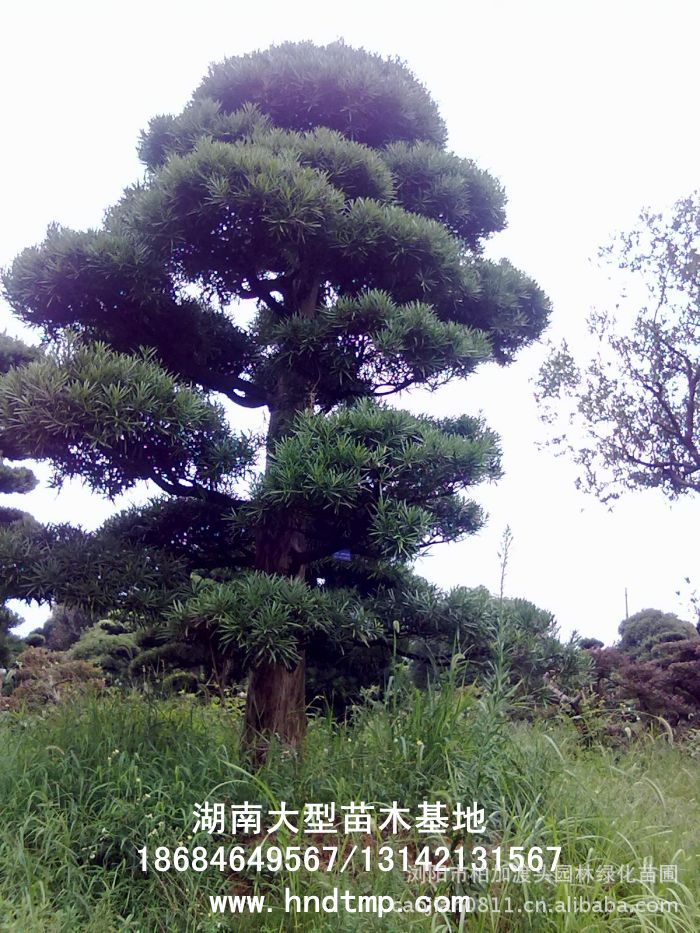 20大(dà)羅漢松 大(dà)規格羅漢松 求購(gòu)大(dà)規格羅漢松 求購(gòu)羅漢松大(dà)樹(shù) 求購(gòu)大(dà)樹(shù) 求購(gòu)大(dà)規格綠(lǜ)化(huà)樹(shù) 求購(gòu)綠(lǜ)化(huà)苗木(mù) 求購(gòu)綠(lǜ)化(huà)工(gōng)程苗 求購(gòu)苗木(mù) 求購(gòu)桂花(huā) 求購(gòu)綠(lǜ)化(huà)苗木(mù) 青青花(huā)木(mù)網 青青綠(lǜ)化(huà)苗圃 渡頭苗圃 柏加花(huā)木(mù) 跳(tiào)馬苗木(mù) 求購(gòu)花(huā)木(mù) 長(cháng)沙苗圃 湖(hú)南(nán)苗圃 浏陽苗圃 湖(hú)南(nán)花(huā)木(mù)基地(dì) 浏陽花(huā)木(mù)基地(dì) 長(cháng)沙花(huā)木(mù)基地(dì) 浏陽綠(lǜ)化(huà)苗木(mù)直銷 長(cháng)沙綠(lǜ)化(huà)苗木(mù)直銷