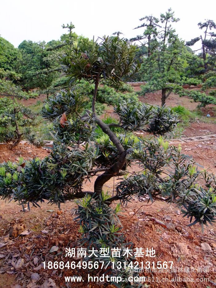 羅漢松盆景 造型羅漢松 造型羅漢松毛坯 羅漢松造型毛坯 日(rì)本羅漢松盆景 小(xiǎo)葉羅漢松盆景 羅漢松精品盆景 羅漢松精品盆栽 造型羅漢松精品盆栽 造型羅漢松盆景價格 精品羅漢松造型價格