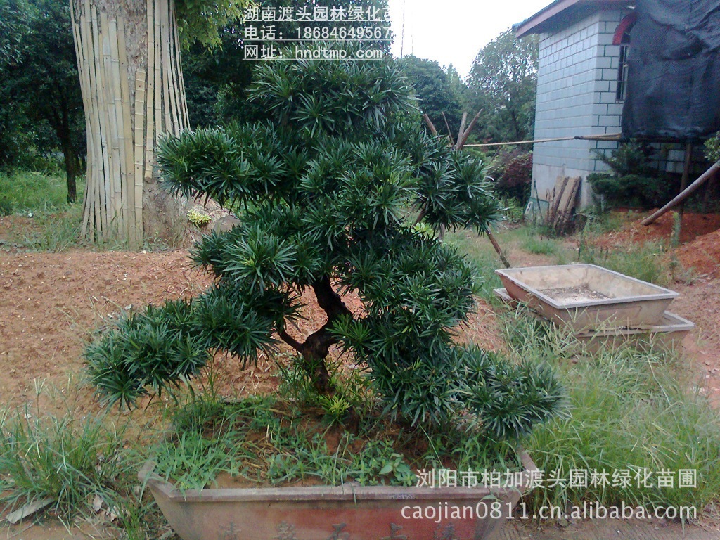 造型盆栽 羅漢松盆景 精品羅漢松 羅漢松盆景 精品羅漢松盆景 造型羅漢松盆栽 精品羅漢松盆栽價格 一(yī)米高(gāo)羅漢松盆栽 一(yī)米高(gāo)羅漢松盆景