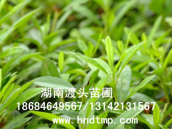 杜鵑/杜鵑價格/杜鵑最新價格/杜鵑最新價格行(xíng)情/杜鵑2012年(nián)最新價格/杜鵑2013年(nián)價格/