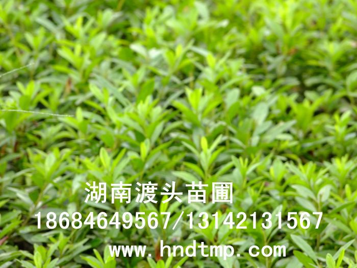 杜鵑/杜鵑價格/杜鵑最新價格/杜鵑最新價格行(xíng)情/杜鵑2012年(nián)最新價格/杜鵑2013年(nián)價格/