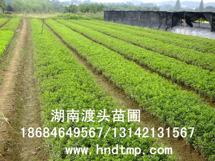 杜鵑/杜鵑價格/杜鵑最新價格/杜鵑最新價格行(xíng)情/杜鵑2012年(nián)最新價格/杜鵑2013年(nián)價格/