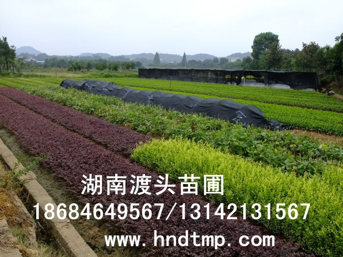 杜鵑/杜鵑價格/杜鵑最新價格/杜鵑最新價格行(xíng)情/杜鵑2012年(nián)最新價格/杜鵑2013年(nián)價格/