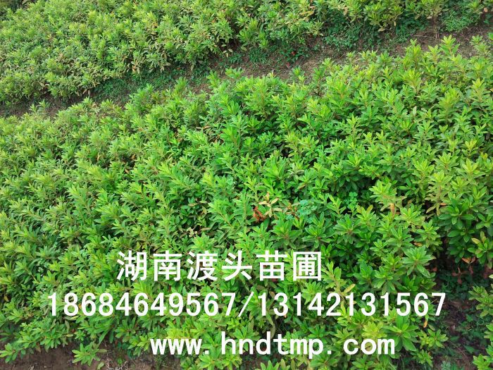 杜鵑/杜鵑價格/杜鵑最新價格/杜鵑最新價格行(xíng)情/杜鵑2012年(nián)最新價格/杜鵑2013年(nián)價格/