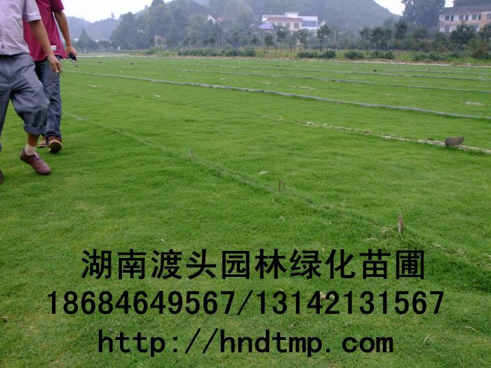 長(cháng)沙草(cǎo)皮／長(cháng)沙草(cǎo)毯