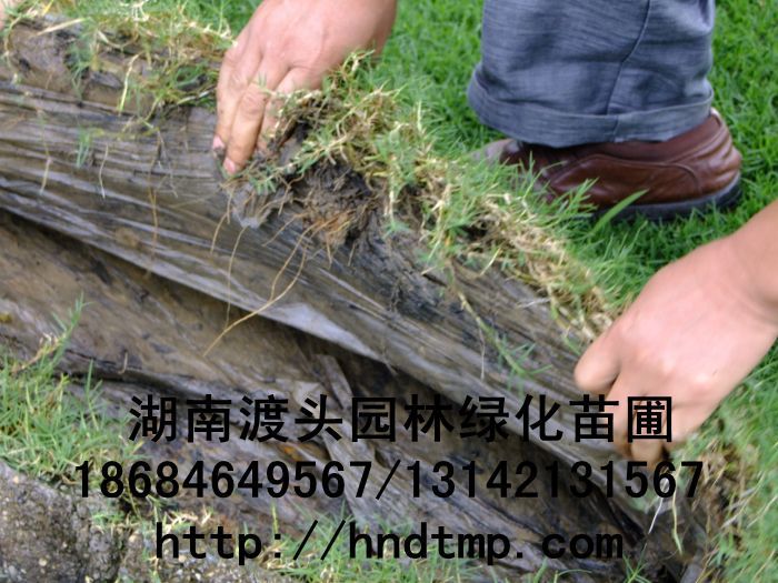 湖(hú)南(nán)草(cǎo)皮／無土(tǔ)草(cǎo)毯