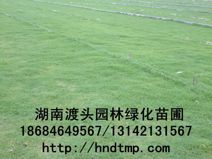湖(hú)南(nán)草(cǎo)皮基地(dì)／湖(hú)南(nán)草(cǎo)皮