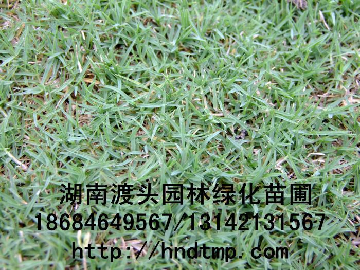 無土(tǔ)草(cǎo)皮／無土(tǔ)草(cǎo)毯