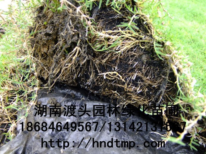 湖(hú)南(nán)草(cǎo)皮／百慕大(dà)草(cǎo)皮